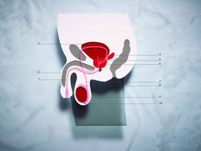 1) Uretra. 2) Pene. 3) Vejiga urinaria. 4) Vesícula seminal. 5) Conducto eyaculador. 6) Glándula de la próstata. 7) Conducto deferente. 8) Epidídimo. 9) Testículo. 10) Escroto