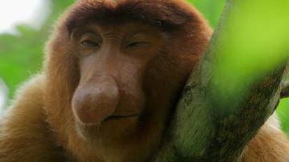 Mono narigudo de Borneo.