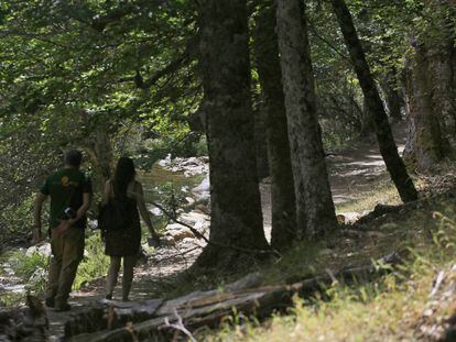 El hayedo de Montejo de la Sierra ocupa 222 hectáreas.