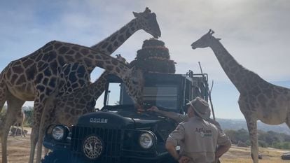 La jirafa Benito es recibida por su nueva manada en Africam Safari.