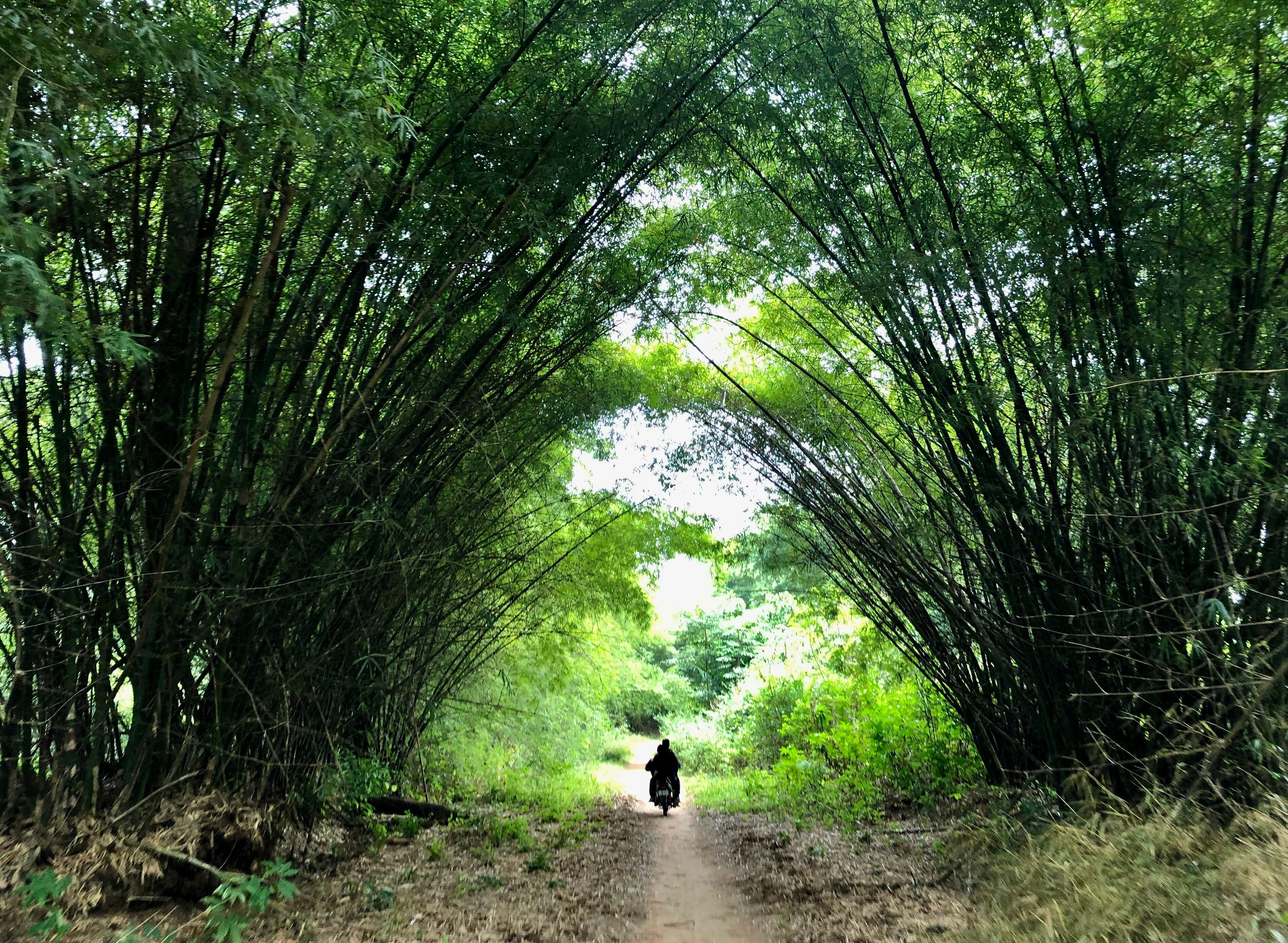 Bosque de bambús, un paisaje típico del bosque de Yangambi.