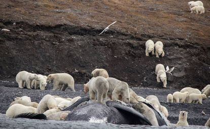 Decenas de osos polares devoran el cad&aacute;ver de una ballena en la isla de Wrangel, Siberia.