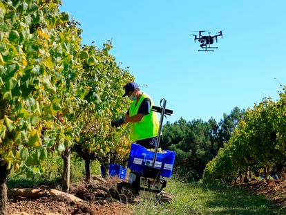 Ensayo del proyecto de robótica, inteligencia artificial y 'big data', con el apoyo de drones, que fue desarrollado en plena vendimia en el viñedo de Terras Gauda.