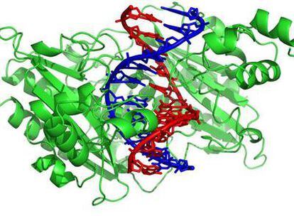 Simulación de una proteína (verde) acoplándose a una cadena de ADN (azul y rojo).