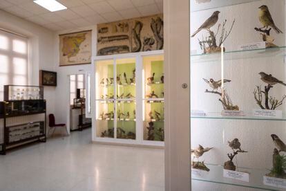 La sala de aves en el IES Ribalta, que cumple 175 años de historia.
