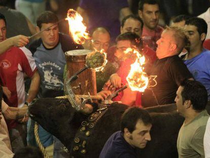 Toro embolado en la fiestas patronales de Nules (Castellón).