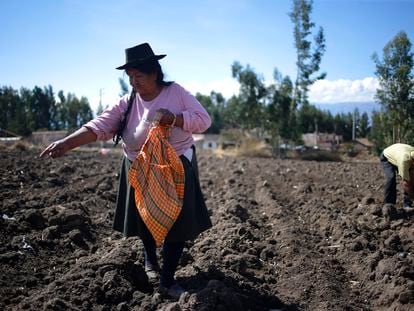 Una habitante de Ayacucho, Peru, planta maíz el lunes 19 de diciembre de 2022.