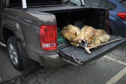 Una docena de pieles de zorro en el maletero de un cazador.