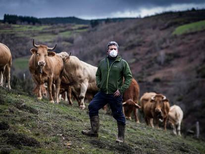 Fermín Fernández, vecino de Lamas (Cervantes), con algunas de sus vacas, alimentadas al aire libre en las montañas de Os Ancares.