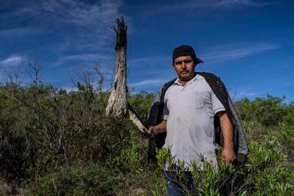 José Reyes Estrada muestra el esqueleto de una biznaga talada en las montañas de Ojo de Agua.