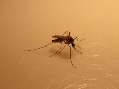 Mosquito Aedes, transmisor de la llamada fiebre amarilla. Imagen tomada por Inés Martín Martín (Laboratory of Malaria and Vector Research, NIAID. National Institutes of Health, EE UU).