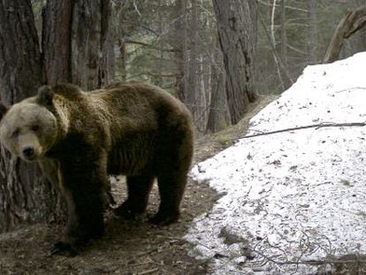 Pyros, el primer ejemplar de oso pardo llegado al Pirineo desde Eslovenia.