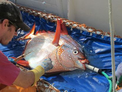 Los investigadores colocaron sensores t&eacute;rmicos en el interior y exterior de los peces para medir su temperatura antes y despu&eacute;s de su liberaci&oacute;n.