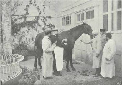 Un médico de Barcelona extrae sangre a un caballo, en 1898.