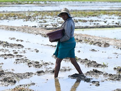 El agricultor MM Jinasena trabaja en un arrozal en Tissamaharama, en Sri Lanka. Una prohibición fallida de fertilizantes marchitó sus cultivos.