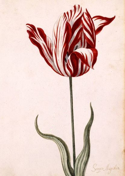 Acuarela anónima del XVII del Semper Augustus. Los precios de los tulipanes que más subieron fueron los que tenían los pétalos rayados o moteados, los más difícles de cultivar y también los más populares.
