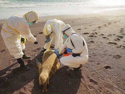 Tres técnicos inspeccionan el cadáver de un lobo marino en la Reserva Nacional de Paracas, el 25 de enero.