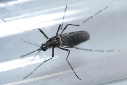 Un mosquito aedes aegypti es analizado en un centro de control de Guadalupe, Nuevo Le&oacute;n. 