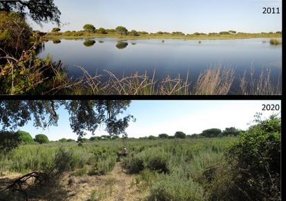 Laguna del Moral Doñana
