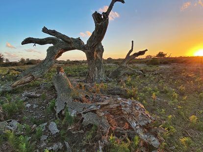 Alcornoques secos en el parque nacional de Doñana, el pasado noviembre.