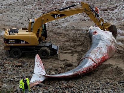 Una ballena de 18 metros de largo, este viernes en la playa de Morís, en Caravia.