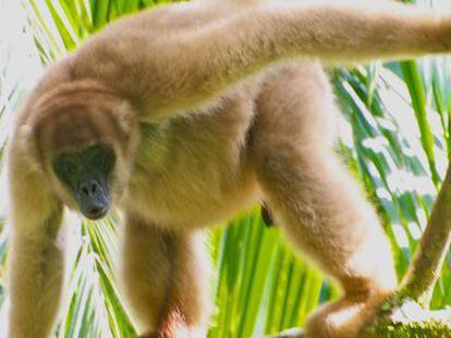 El mono ara&ntilde;a (Brachyteles aracnoides) de Brasil est&aacute; en riesgo de desaparecer. 