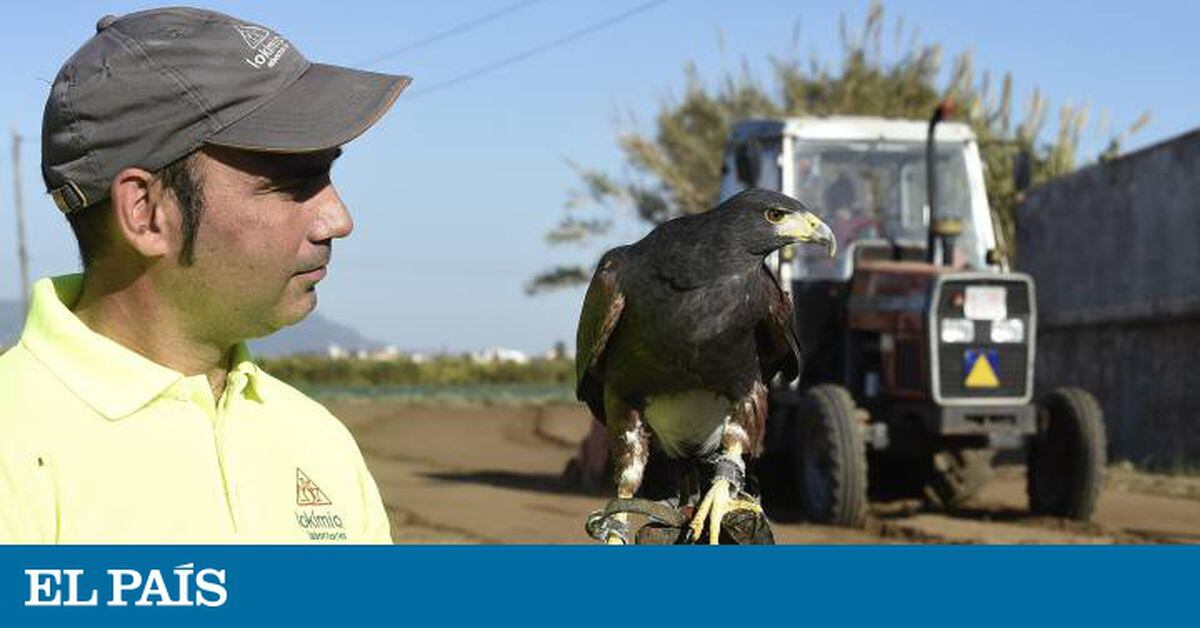 Águilas para proteger la huerta de aves saqueadoras | Diario De España | EL  PAÍS