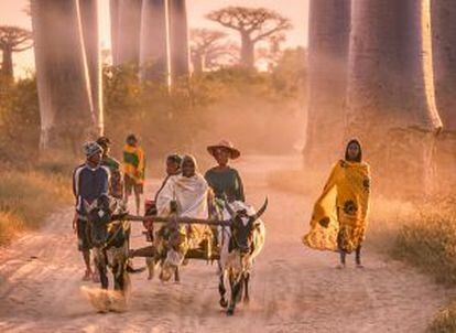 Un carro en la avenida de los Baobabs, en Menabe (Madagascar).