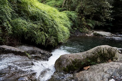 El Parque Nacional Valle Nuevo alberga el nacimiento de los principales ríos que abastecen al país. Sus senderos son ideales para pasear.