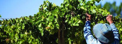 Fecovita es la única cooperativa vitivinícola entre las mayores firmas del sector en el mundo.