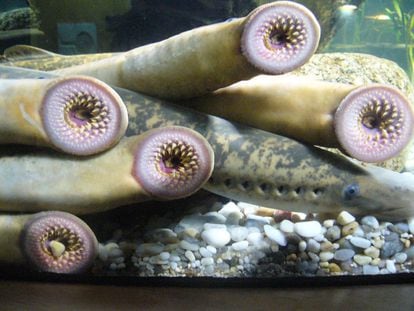Ejemplares de lamprea del Aquarium Finisterrae.