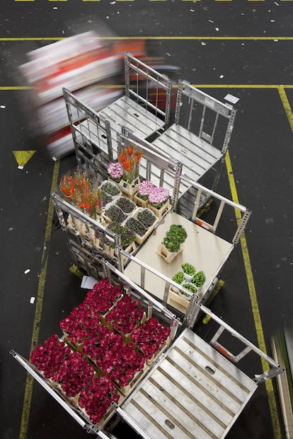 Las flores empaquetadas sobre los carritos en el área de distribución, tras haber sido subastadas.