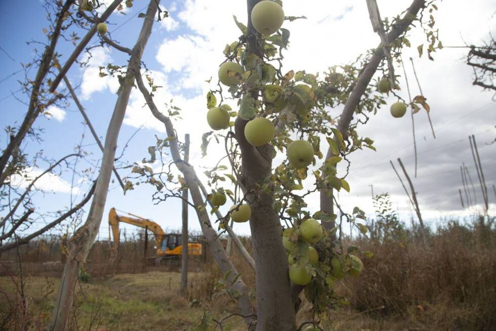 Una topadora trabaja entre las plantaciones de manzanas de Allen.