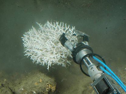 Extracci&oacute; de corall per analitzar.