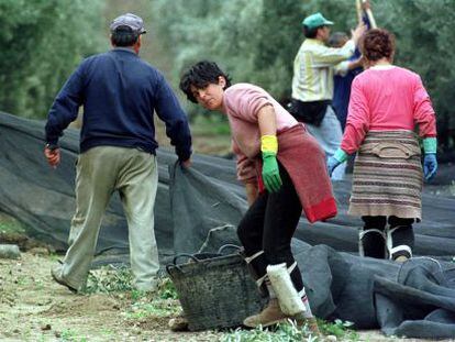 Una cuadrilla de jornaleros recoge aceitunas en una finca de Ja&eacute;n.