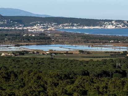 Pinedes que formen un connector ecològic al municipi de Pals.