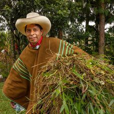 El candidato Pedro Castillo retorna a su casa luego de recoger follaje en el campo, a finales de mayo.