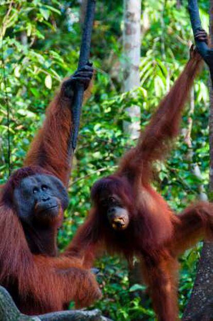 Orangutanes en la isla de Borneo.