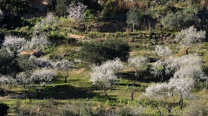 Campo de almendros en flor, la primera semana de febrero en Sant Feliu de Llobregat (Barcelona).