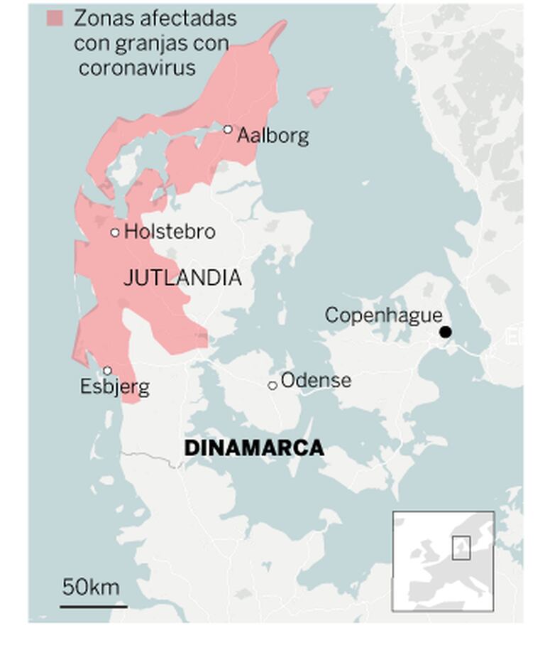 Dinamarca matará 17 millones de visones para frenar una nueva variante del  coronavirus que ha saltado a humanos | Ciencia | EL PAÍS