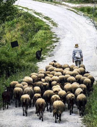 El pastor camina con su rebaño, formado por ovejas de una especie autóctona valenciana en peligro de extinción.