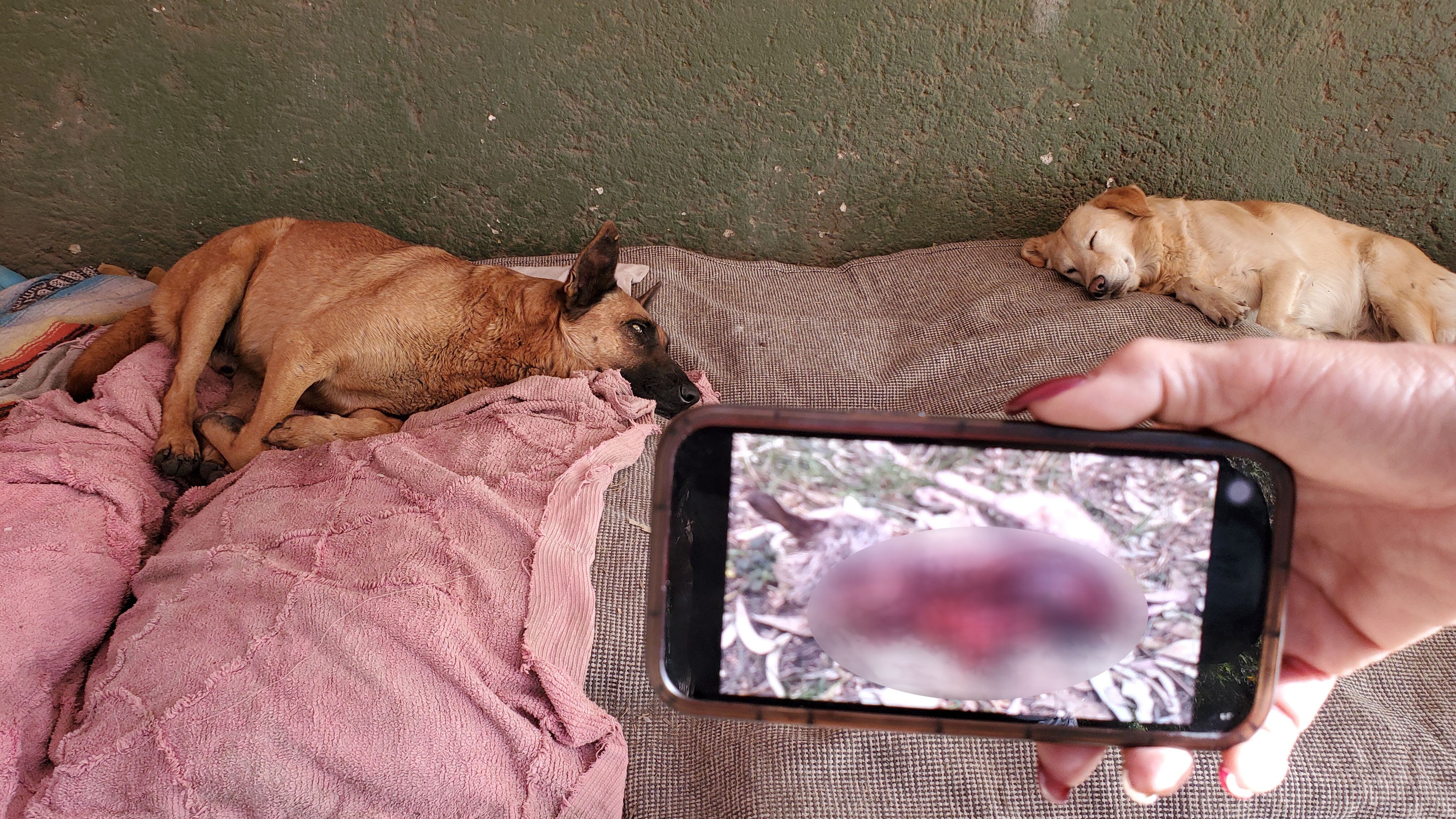 Aurea Magaña muestra una foto de un perro descuartizado en su celular.