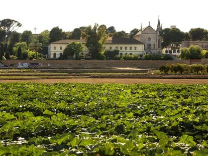 Parcelas de huerta cultivada en el municipio valenciano de Godella, a unos kilómetros de la capital.