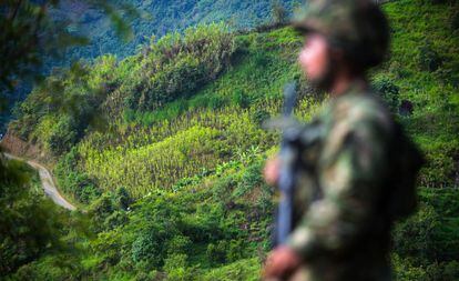 Un soldado frente a un campo de coca en Pueblo Nuevo (Colombia).