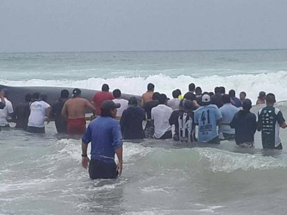 Decenas de personas ayudan a la ballena a volver al mar en Punta Carnero.