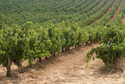 Matarromera es en la actualidad el segundo mayor propietario de viñedos de Castilla y León.