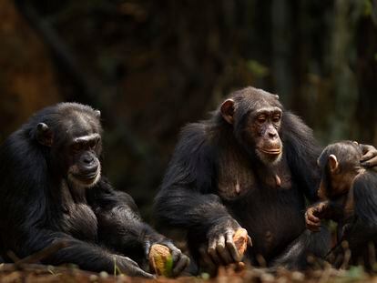 Los chimpancés son capaces de comprender la situación de otros individuos en apuros y prestar la ayuda adecuada de forma flexible.