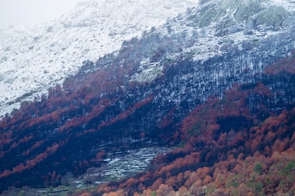 A wooded area in the province of Ávila affected by the August fire.