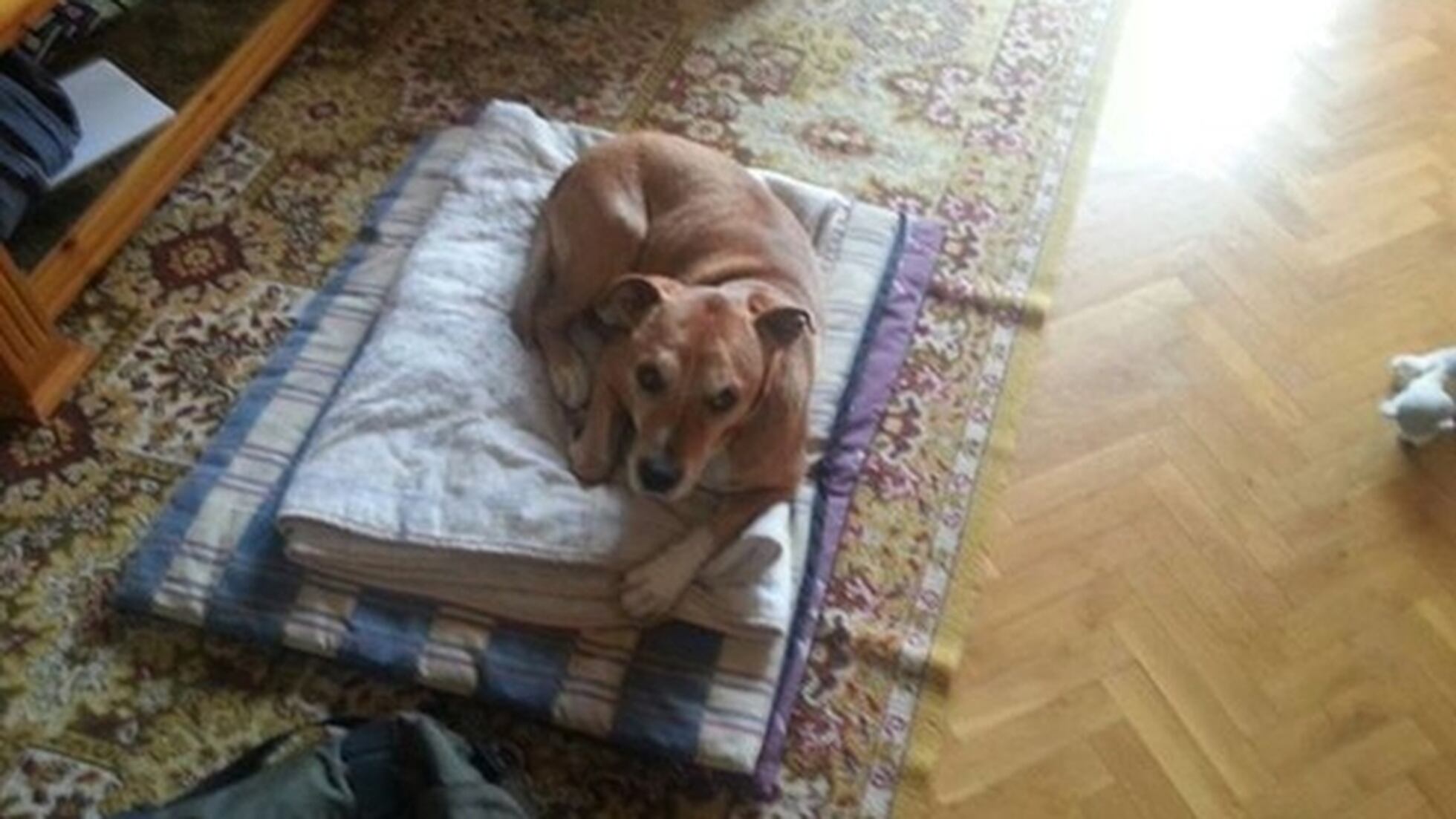 Por Que Lo Que Mas Nos Conmueve Sobre El Ebola Es Un Perro Animales Y Cia El Pais