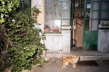 Una gata en el patio de una vivienda en la colonia Albéniz.